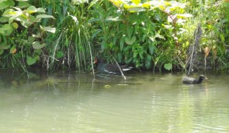 130605 Teichralle, auf dem Wirt
