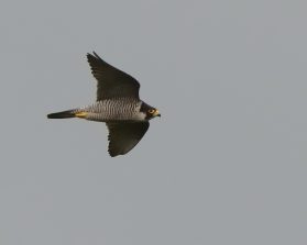 Wanderfalke