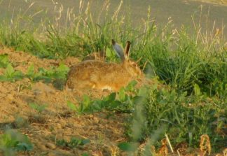 130721 Hase Industriegebiet Diez (1)