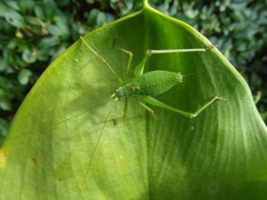 130814 Punktierte Zartschrecke, Weibchen
