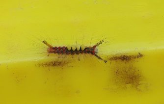 130829 Schlehen-Buerstenspinner, AS