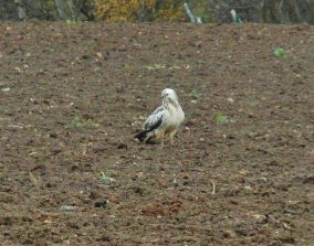 131129 weisser Bussard