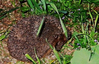 igel neu