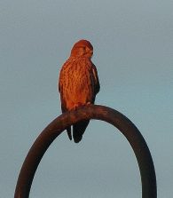 131216 Turmfalke, Kreuzstrasse Schoenborn