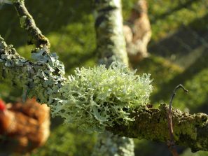 131229 Flechte, Ramalina furinacea, Mirabellenbaum