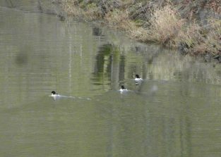 140117 Gaensesaeger, Lahn bei Cramberg
