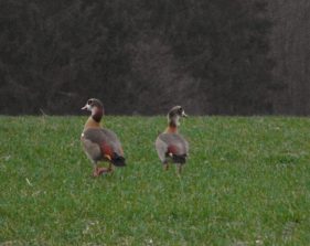 140129 Nilgaense Naehe Soderhof