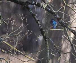 Eisvogel