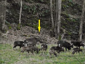 140216 Biebricher Steinbock, Mufflons (2)