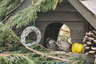 140223, Haussperling, Paar, HW 12
