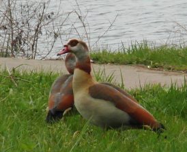 140318 Nilgaense Lahn Geilnau