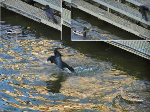 140325 Rabenkraehe, Lahn, Balduinstein