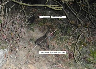 140419 Fuechse, Bildstock Habenscheid (2)