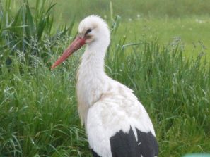 140429 Weissstorch, Ebertshausen (2)