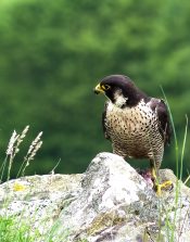 Wanderlfalke