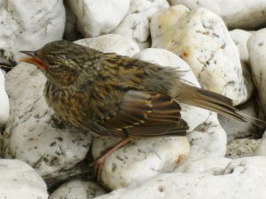 140622 Baumpieper, HW 12, AS (3)