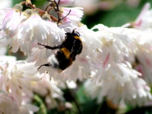 Hummel