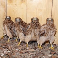 Turmfalke Jv 008 raw ausschn-500pix