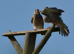 Turmfalke2