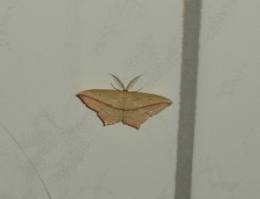 140713 Ampferspanner, (timandra comae), Bad (2)