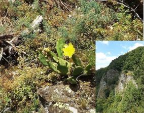 140715 Gabelstein, Feigenkakteen (1) - Kopie