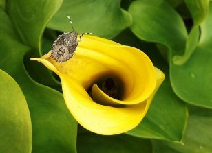 140825 Nymphe der Zweispitzwanze (Picromerus bidens), auf Calla-Bluete (3)
