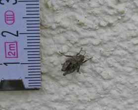 140829 Gemeine Dornschrecke, Hauswand (10)