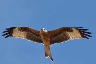 Feldflur bei Limburg