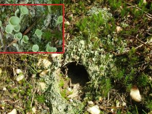 140905 Trompetenflechte, Schoenborner Wald (1) - Kopie