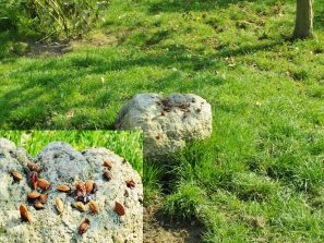 141002 Pflaumenkerne, Steinmarder, Huehnerauslauf (3) - Kopie