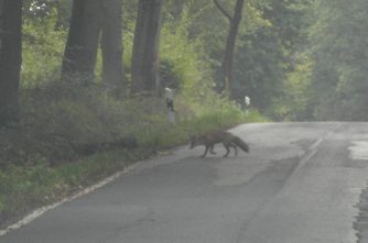 141010 Fuchs, Wald, K 45 Wasenbach-Schoenborn (5)