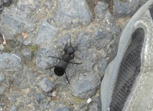 141010 Moderkaefer (Ocypus olens), Habenscheider Weg (3)