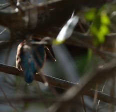 Eisvogel