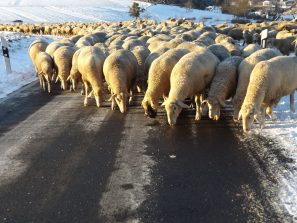 141228 Wanderschaefer Spengler, K 45 i