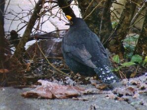 150103 Amsel mit weissen Punkten