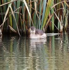 150115 Zwergtaucher, Wirth, Freiendiez, unterer Teich (18) - Kopie - Kopie