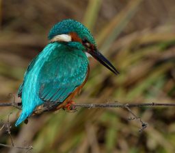 Eisvogel im Wirt