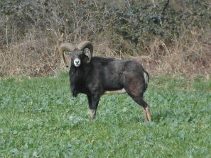 150313 Mufflon, L 318, Gemarkung Klingelbach (7) - Kopie