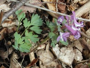 150330 Lerchensporn, Balduinstein-Hausen (2)