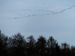 und noch mehr Kraniche