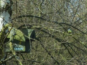 150403 Kohlmeise, Wasenbach-Habenscheid