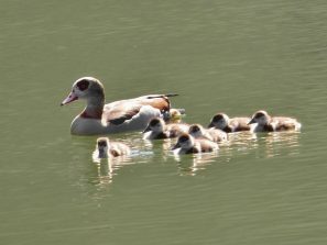 150410 Balduinstein, Lahn, Nilgaense (3)