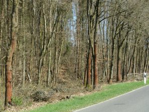 150415 rote Algen Baeumen, Gem