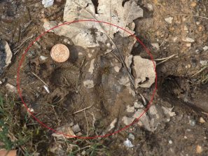 150429 Luchsspur, mit 2 Cent Muenze, Waldteich bei Schoenborn (1)
