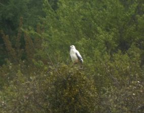 150502 fast weisser Maeusebussard, Feldgemarkung Schoenborn-Baerbach (10)