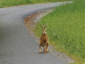 NABU Rundweg Birlenbach-Fachingen