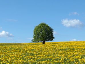 150506 Linde, Wiese Muelhof Baerbach (2)