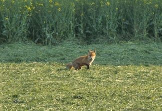 150521 Fuechse, Faehe, Naehe Soderhof (10)