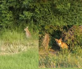 150530 Kaninchen, Fuchs Hecke Schliem