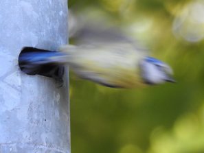 Blaumeise